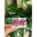 Cercei mari cu șurub - floare de liliac